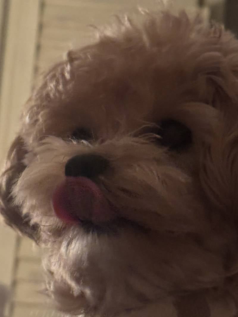 [잡담] 도치맘 짓 좀 할게요 우리 강아지 넘 귀여워 ㅠㅠ!;!;!;! | 인스티즈