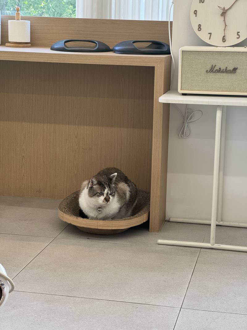 [잡담] 고양이 귀여움 레전드 | 인스티즈
