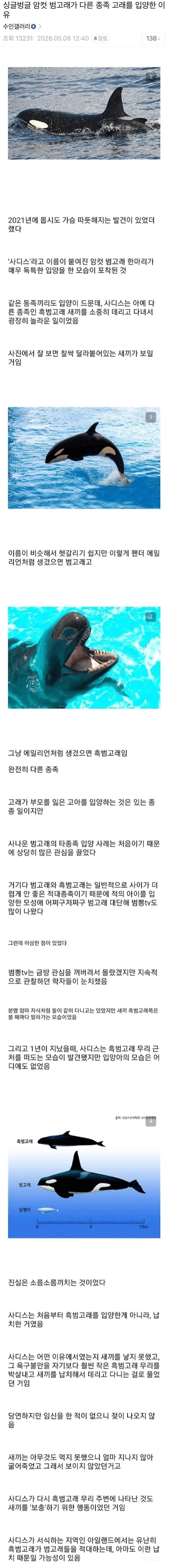 소름돋는 암컷 범고래가 다른종족 고래를 입양한 이유.jpg | 인스티즈