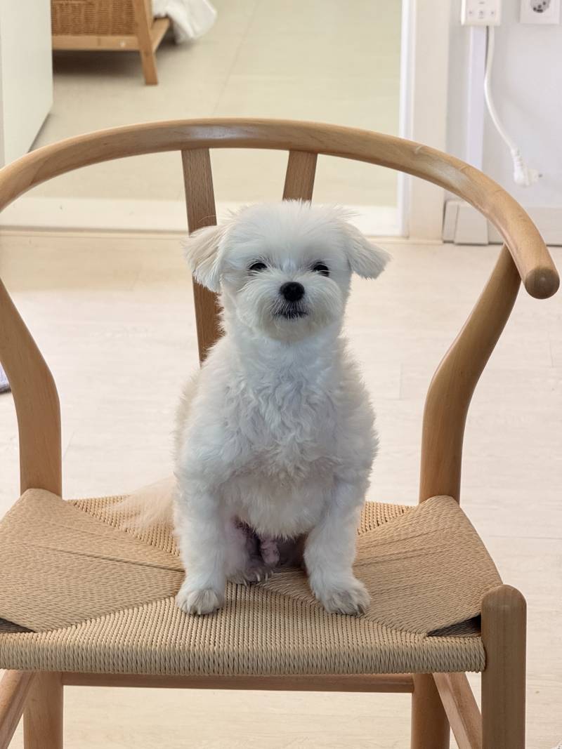[잡담] 울 강아지 증명사진 개잘찍어 | 인스티즈