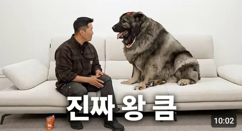 [잡담] 와 강아지가 63키로래.. | 인스티즈