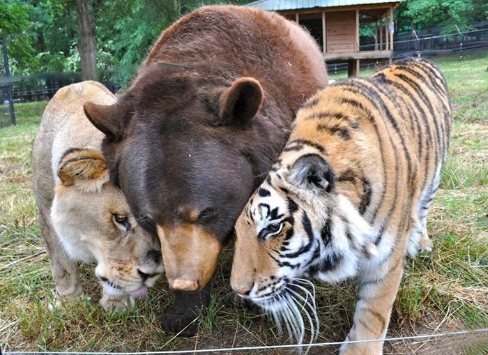 [잡담] 어라 맹수즈 동반승리네🦁🐻🐯 | 인스티즈