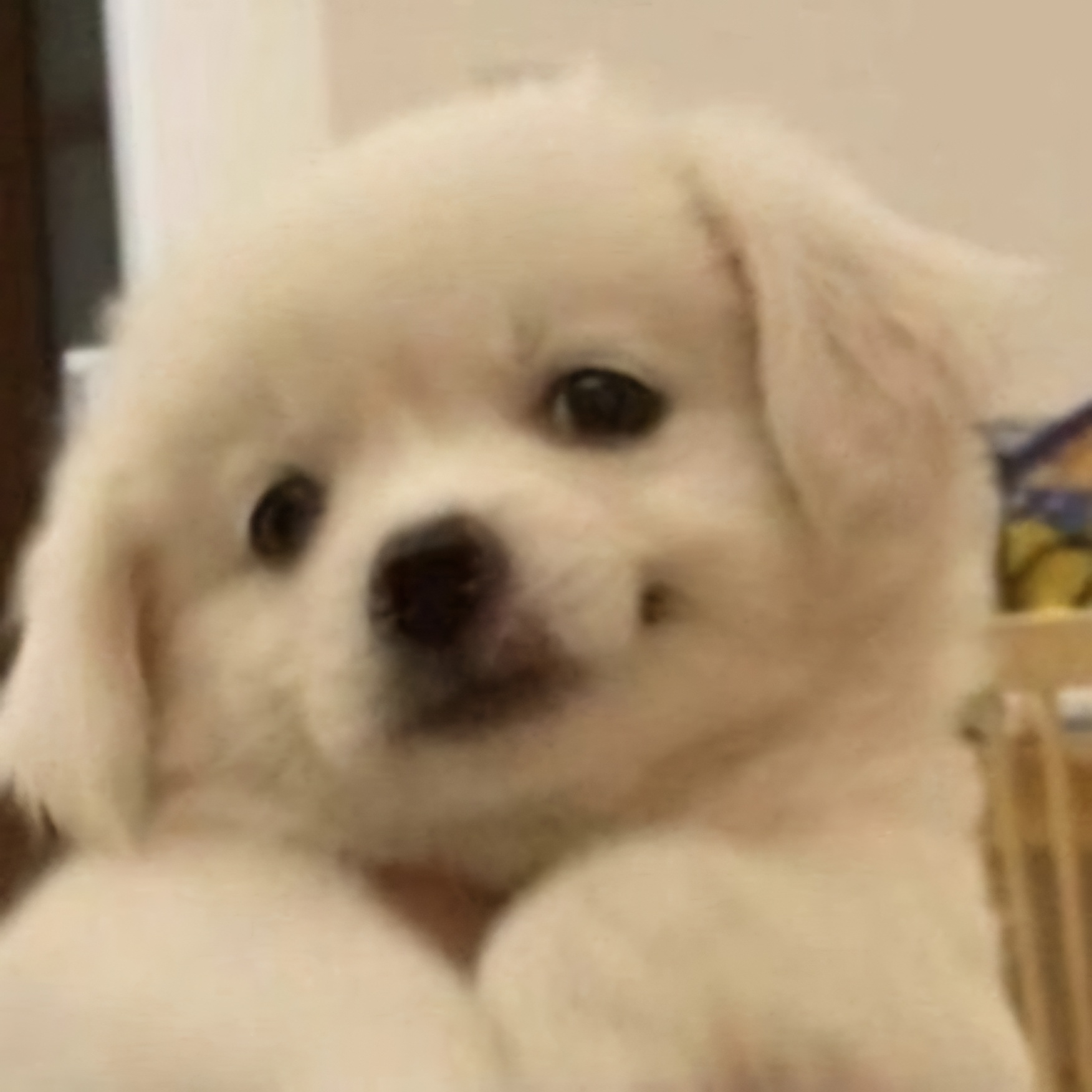 [잡담] 장하오 닮음 | 인스티즈
