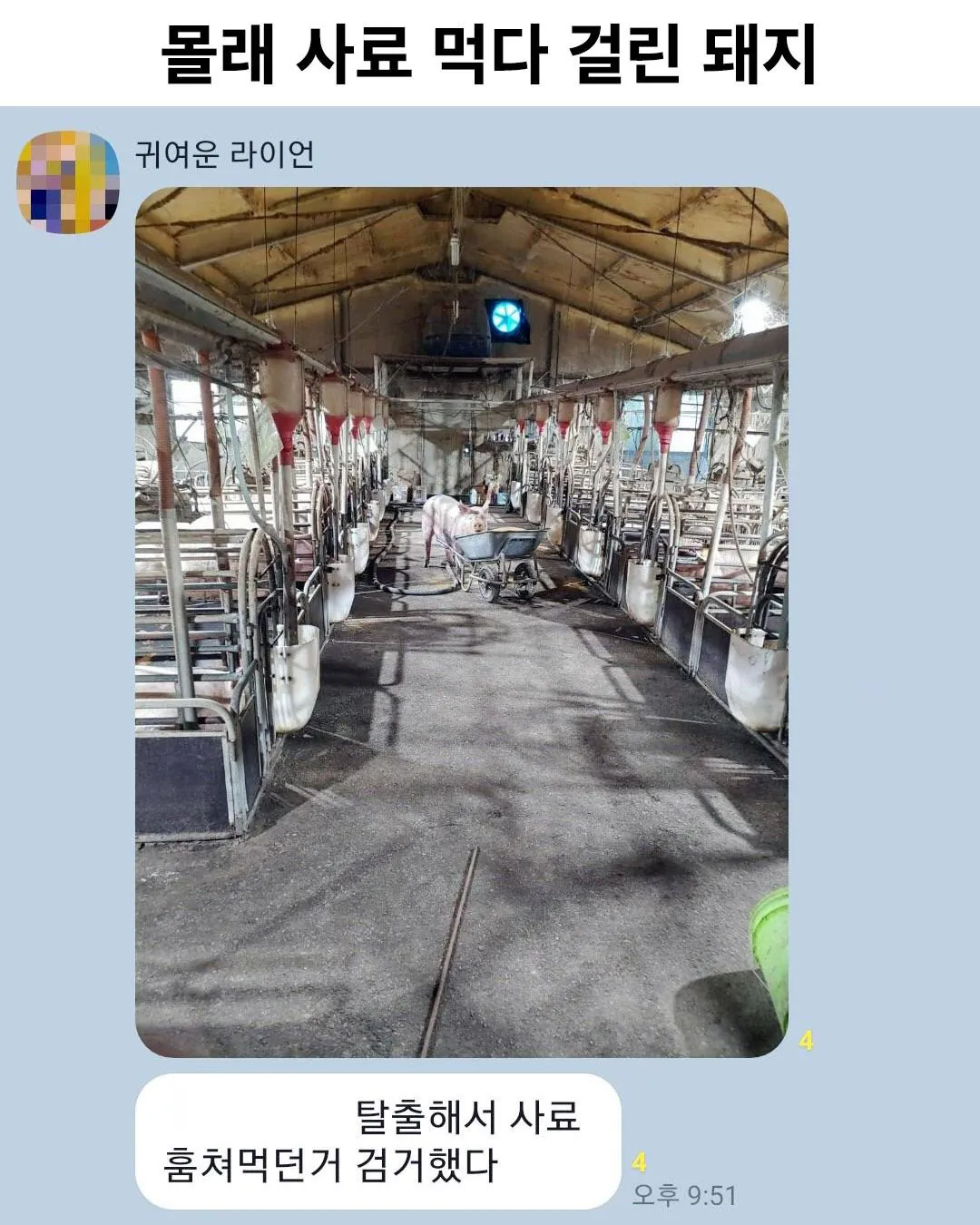 친구네 집 고향 돼지농장에서 생긴 일 | 인스티즈