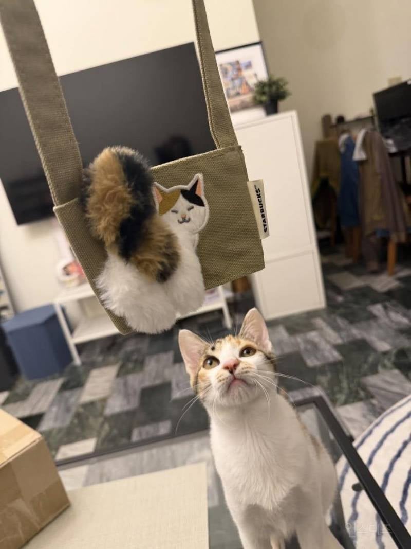 대만 스타벅스 고양이 컵홀더 신상 나온 거 봄?.twt | 인스티즈