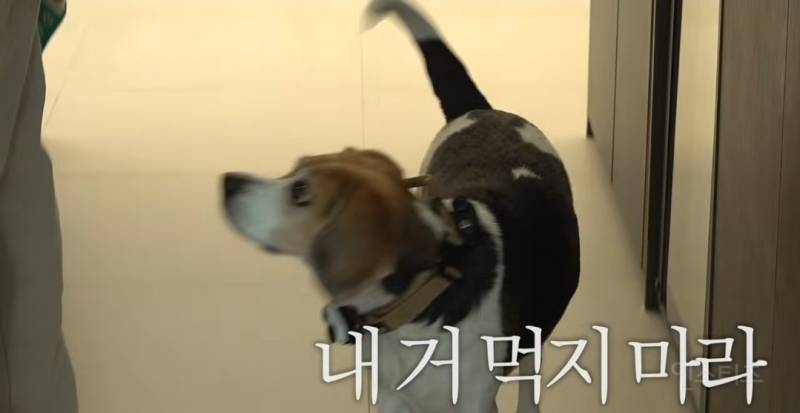 반려견 구리 간식 뺏어먹는 이창섭 ㅋㅋㅋ.jpg | 인스티즈