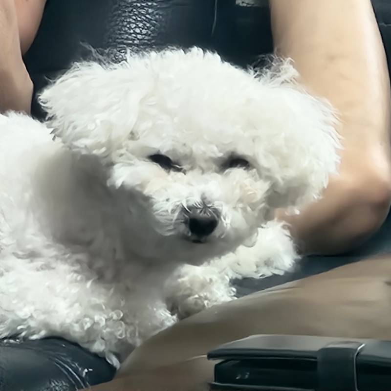 [잡담] 우리집 막내 털 눌린 거 봐봐 | 인스티즈