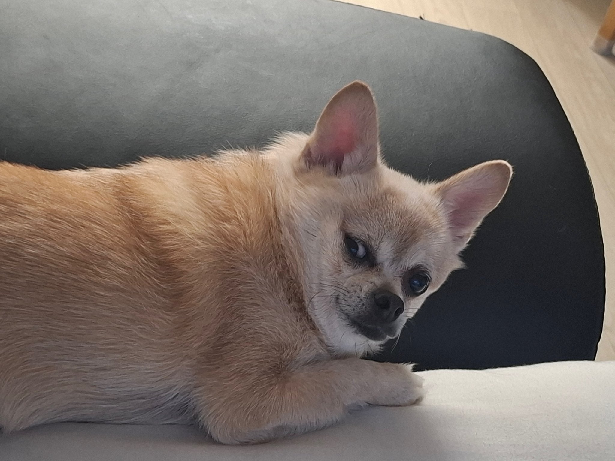 [잡담] 김률 강아지 개눗기네진짜 | 인스티즈