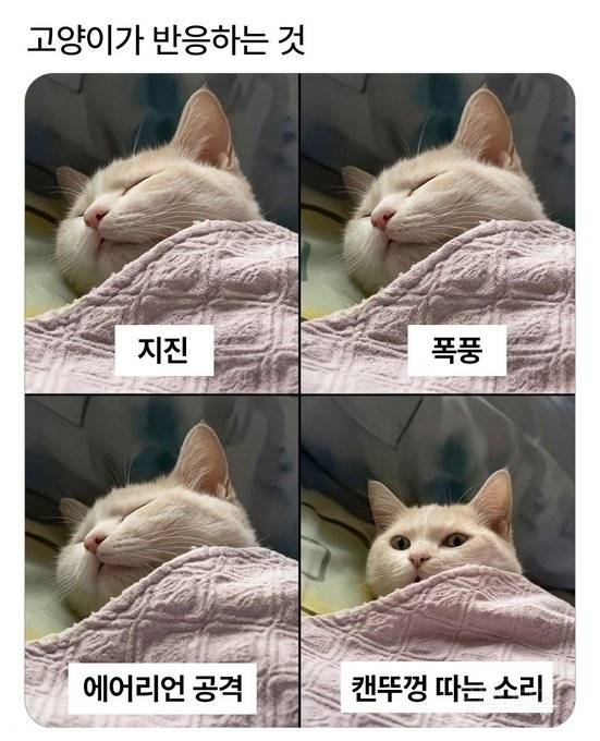 고양이가 반응하는 것 | 인스티즈