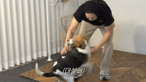 난이도 역대급이라는 비글이랑 사진찍기...JPG | 인스티즈