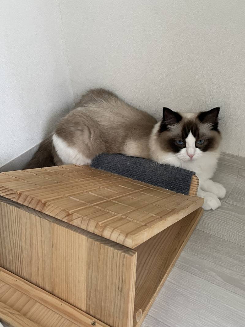 [잡담] 고양이씨의 마음은 정말 모르겠다😂 | 인스티즈