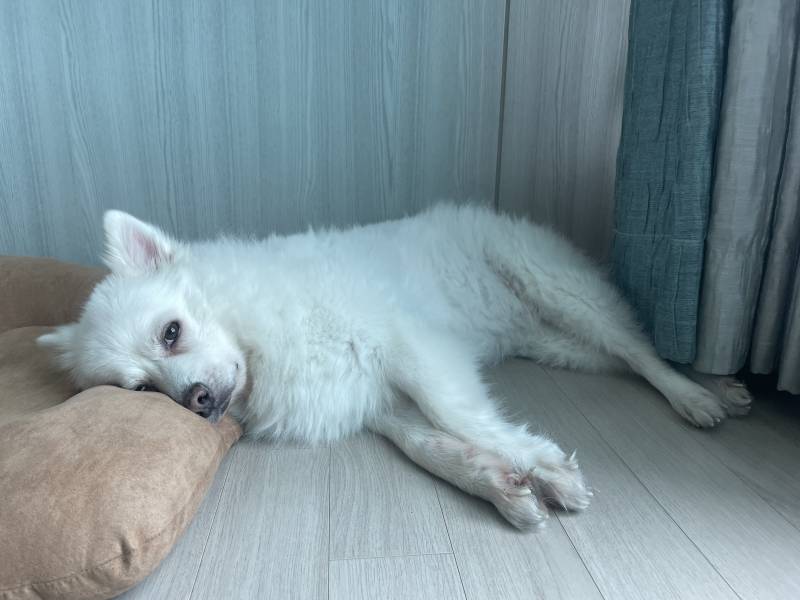 [잡담] 에휴 그냥 주식안하는 우리집 강아지가 제일 속편해보임 | 인스티즈