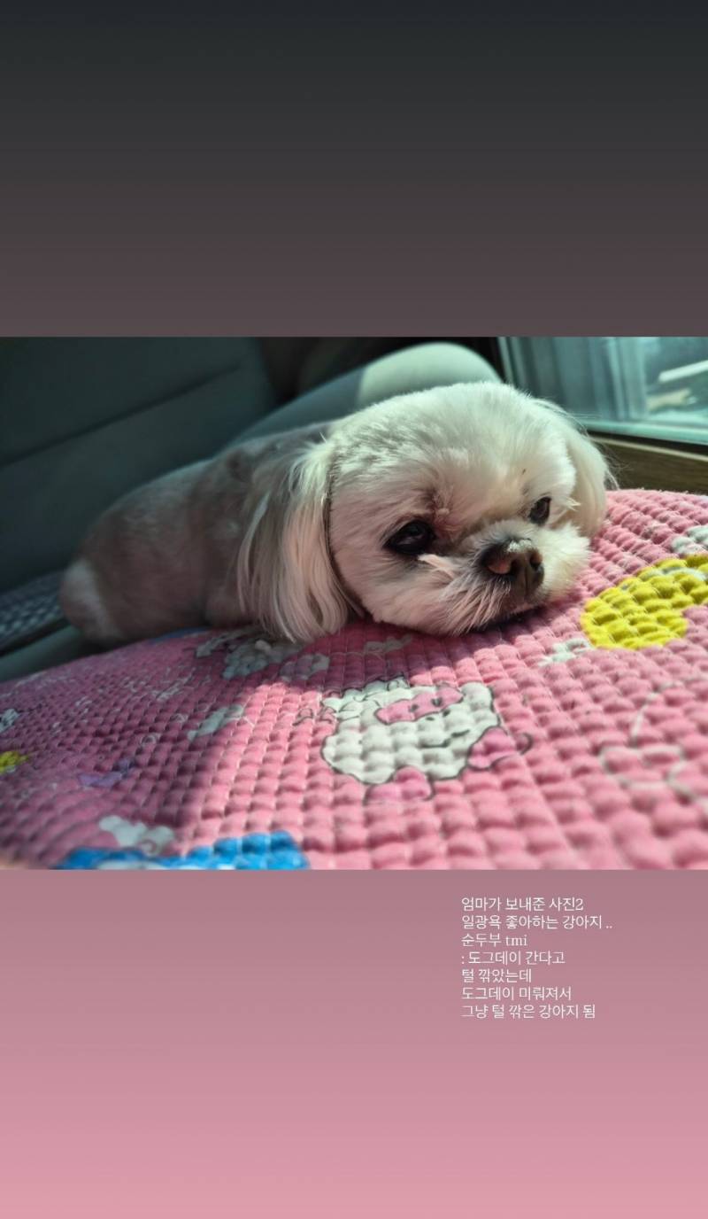 [잡담] 어뜩해 우리 두부 도그데이 갈려고 털 깎았는데 도그데이 미뤄져서 그냥 털깍은 강쥐됐대 | 인스티즈