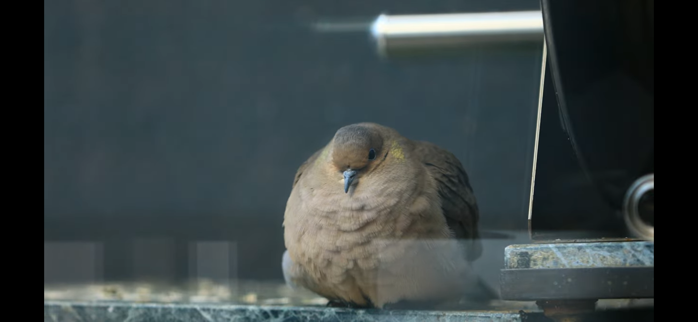 [잡담] 뚱뚱한 비둘기 안아줄 수 있어? | 인스티즈