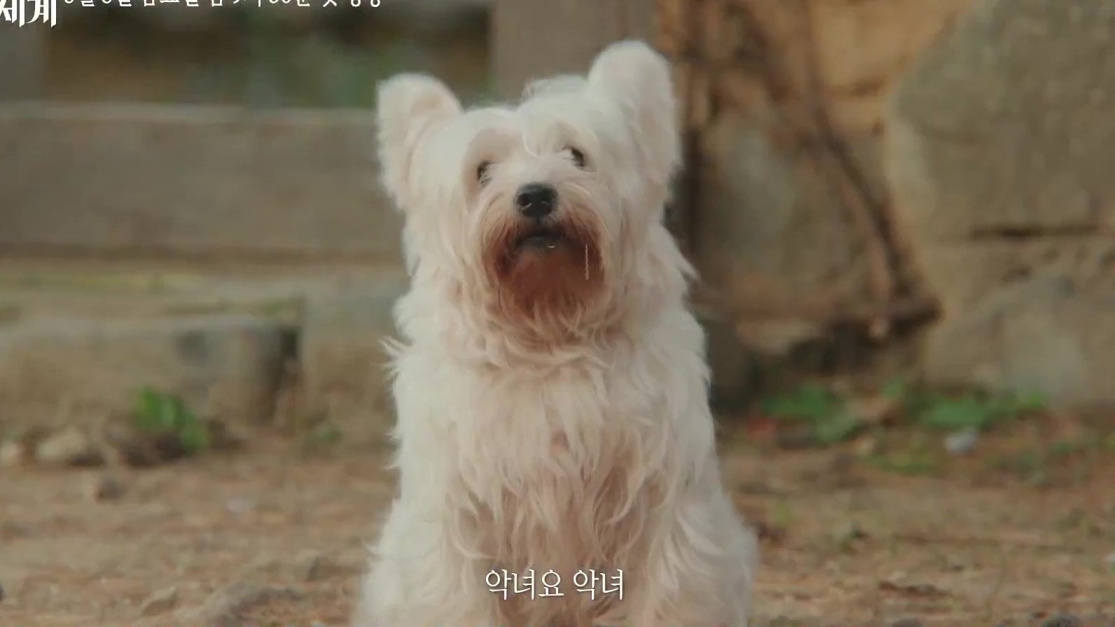 [잡담] 멋진신세계) 강단심 전생에 강아지도 키웠나봐 | 인스티즈