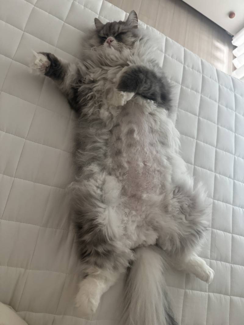 [잡담] 고양이 대자 하나 포장이요 | 인스티즈
