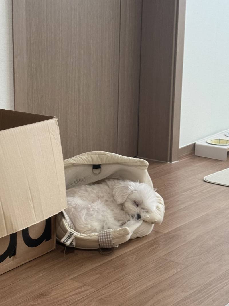 [잡담] 애기 코골고 자는 중 | 인스티즈