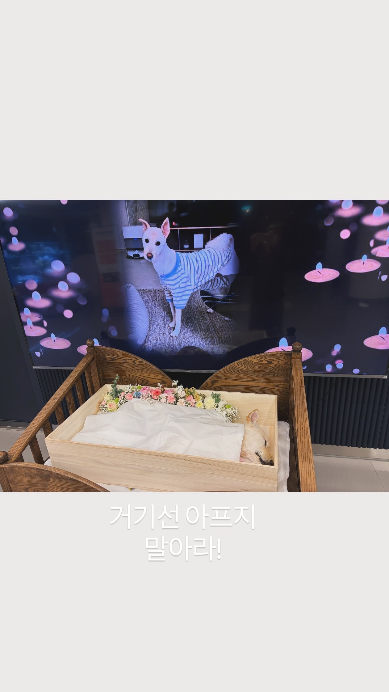 [잡담] 김고은이 입양해서 키우던 불치병 강아지 무지개다리 건넜나봐ㅜㅜ | 인스티즈
