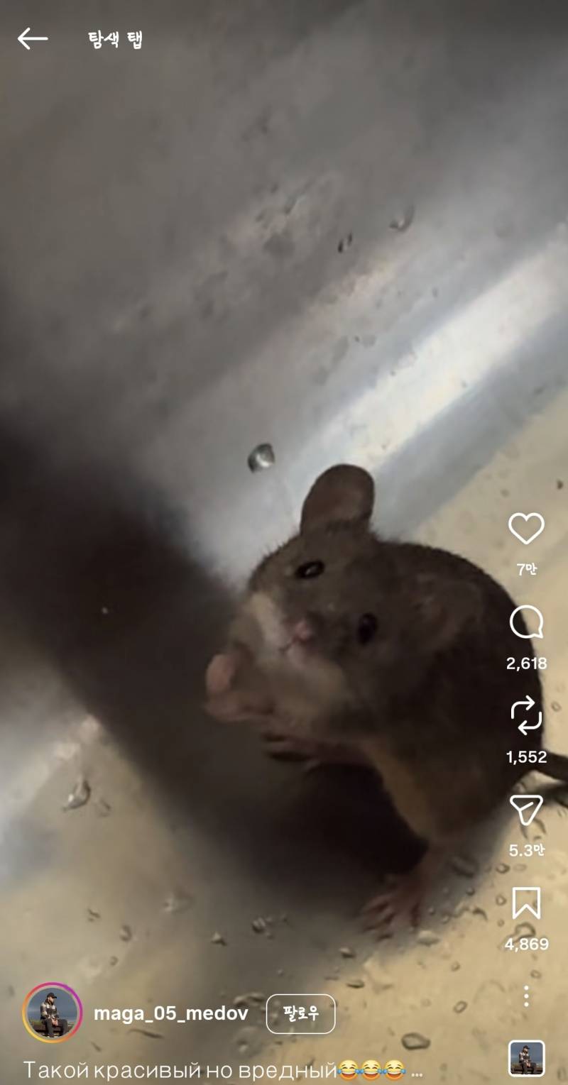 [잡담] 🐀 쥐 나오면 소리지를거 같긴 한데 기엽다 | 인스티즈