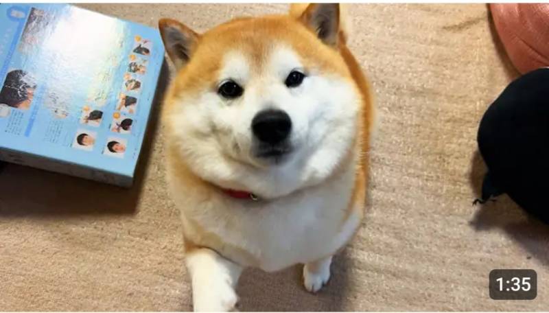 [잡담] 뚱뚱한 동물에 대한 생각 어디쪽이야? | 인스티즈
