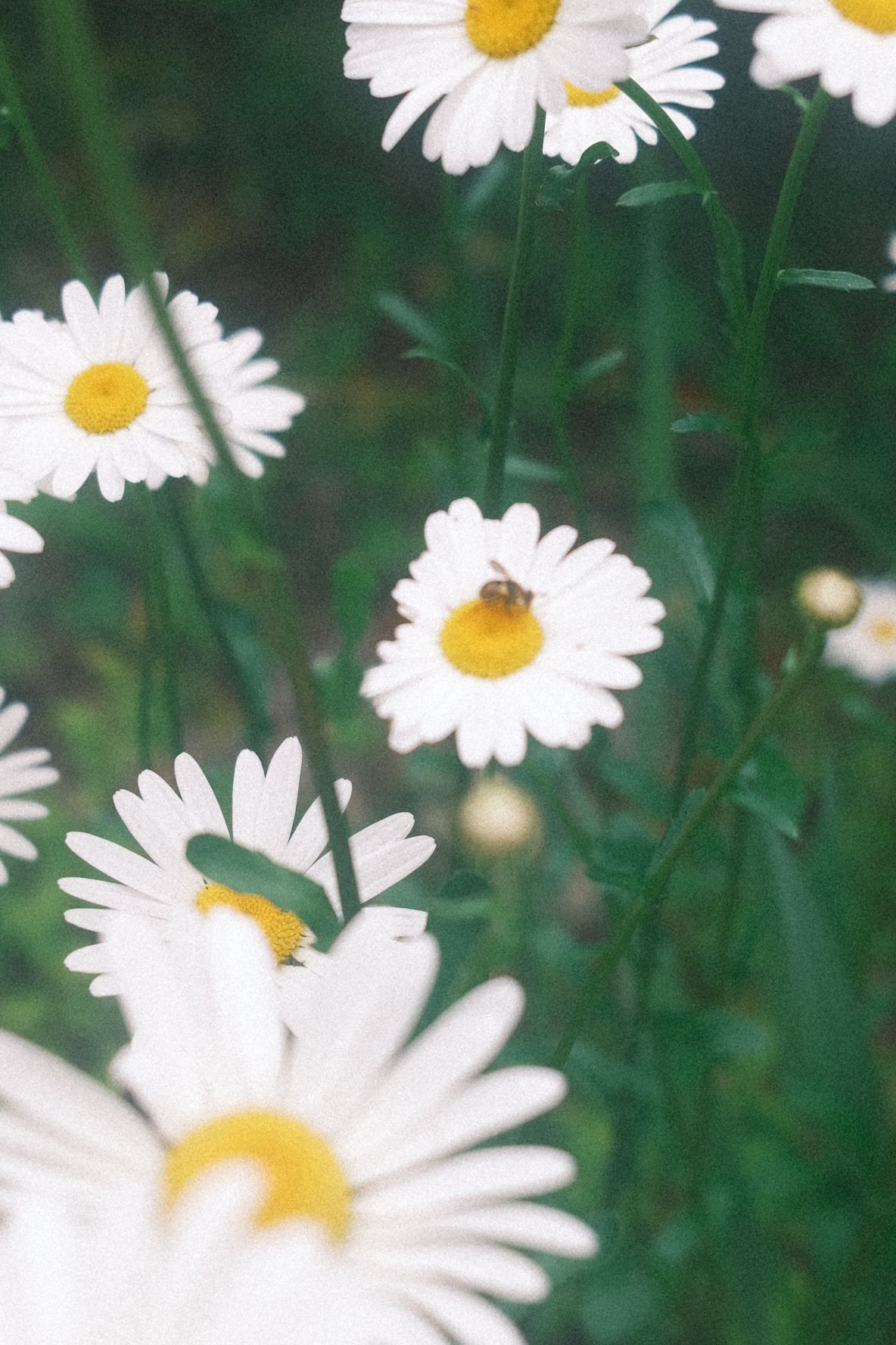 [잡담] 감성 배경화면 나눔합니다 | 인스티즈