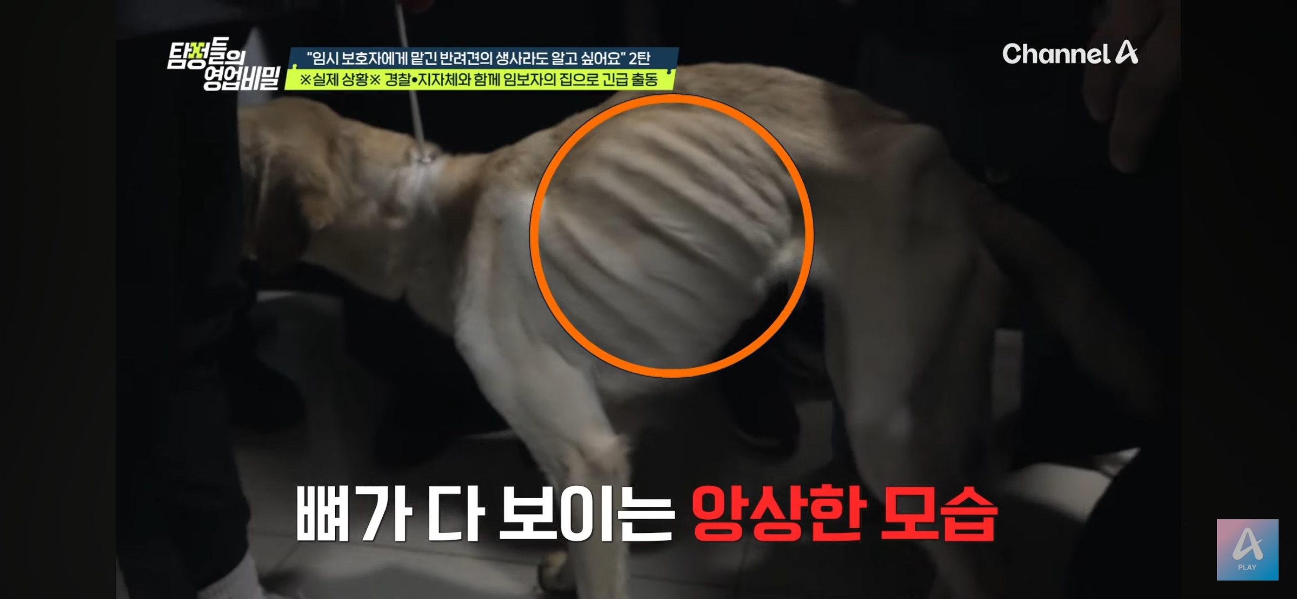 [잡담] 오늘 탐정들의 영업비밀 동물학대 진짜 꼭 봐 열받음주의 | 인스티즈