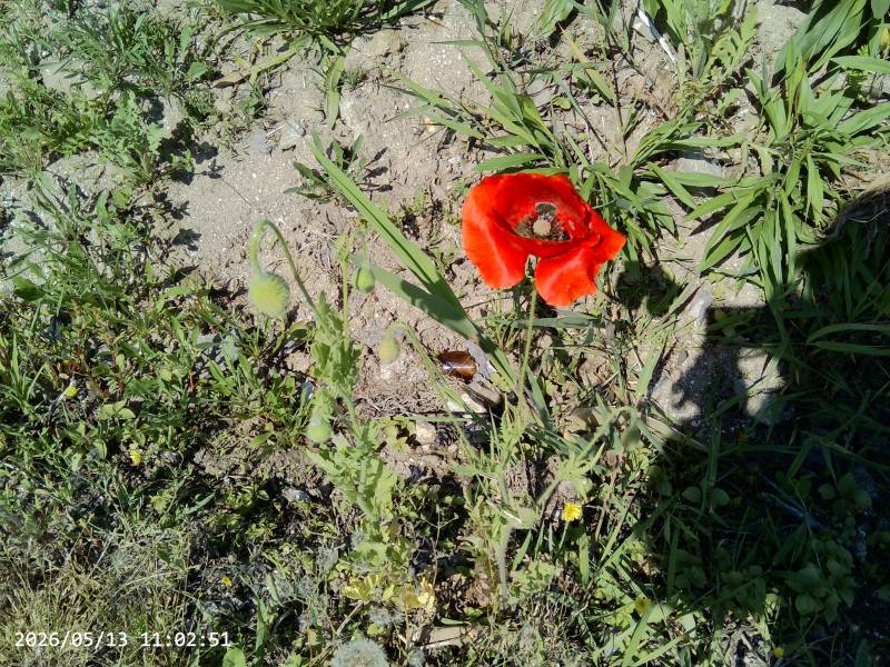 [잡담] 길에서 양귀비꽃봤는데 이거는 drug아니지? | 인스티즈