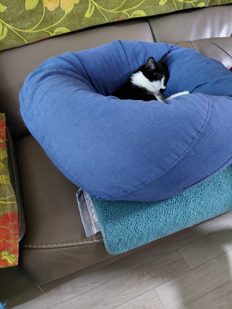 [잡담] 우리집 고양이 애기같이 잠 | 인스티즈