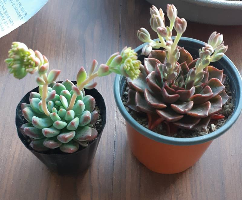 [잡담] 시장에서 데려온 다육이 | 인스티즈