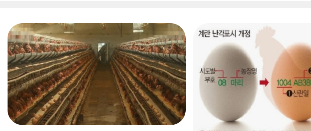 [잡담] 계란플(?)나와서 그런데 나는 이사진보고 1번만 먹자너 | 인스티즈