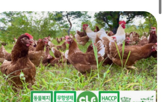 [잡담] 계란플(?)나와서 그런데 나는 이사진보고 1번만 먹자너 | 인스티즈