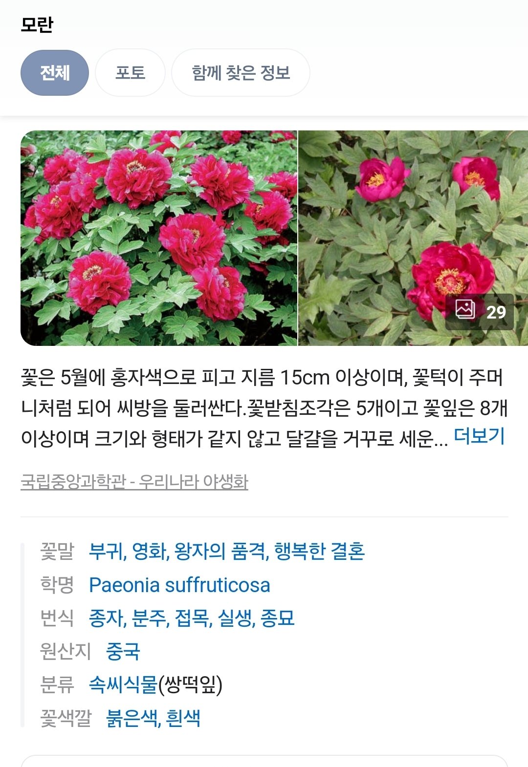 [잡담] 멋진신세계) 모란 꽃말을 찾아봤음 | 인스티즈