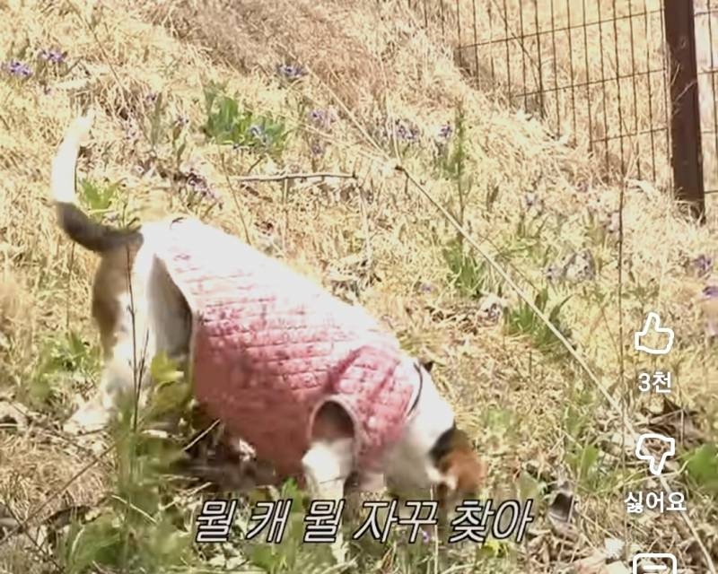 반려견을 사람처럼 대하는 이창섭.jpg | 인스티즈