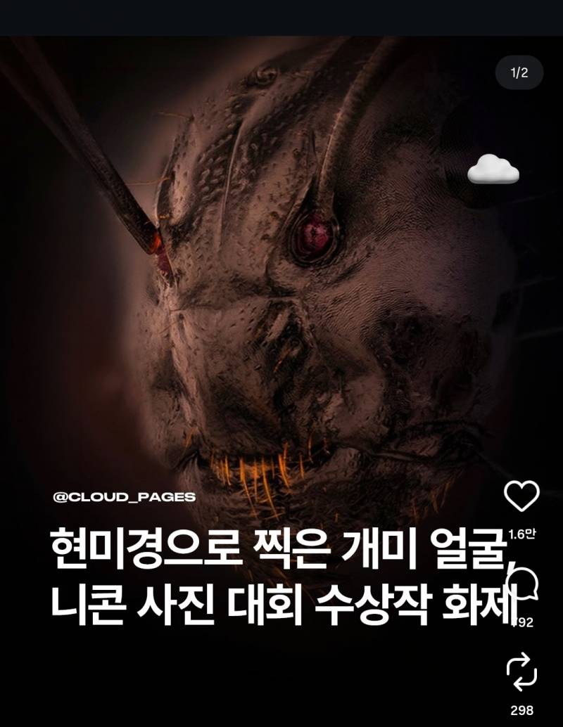 [잡담] 개미 얼굴좀 봐 | 인스티즈
