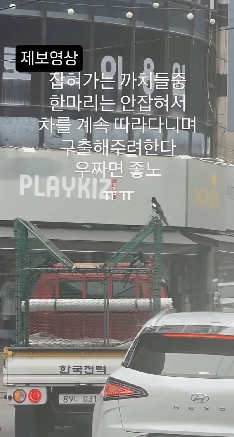 [잡담] 헐 한국전력에서 까치도 잡아가네.. 뭔가 불쌍하네 | 인스티즈
