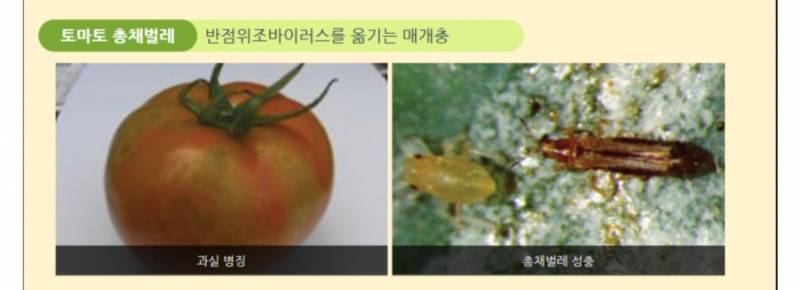 [잡담] 이런 토마토 본적있는사람 | 인스티즈