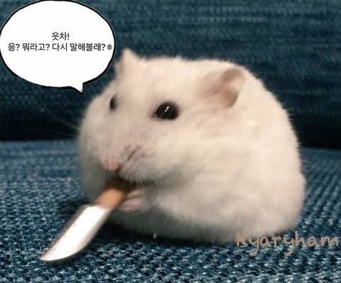 [잡담] 다이어트 음식으로 서브웨이 말고 회전초밥 먹어도 되지? | 인스티즈