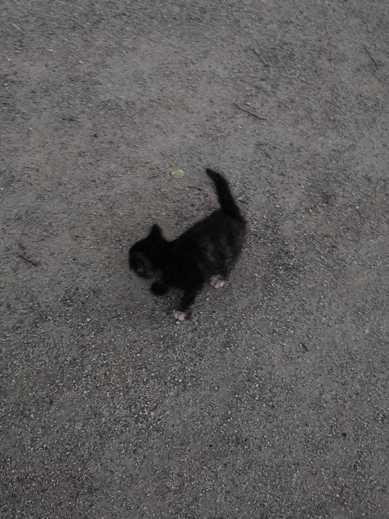 [잡담] 하..아니 어미고양이가 새끼고양이 잇는곳 못찾아ㅜ | 인스티즈