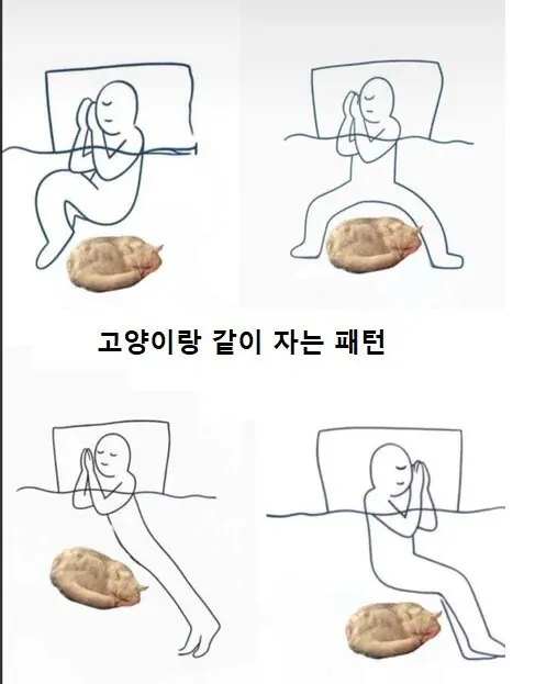 고양이랑 같이 자는 패턴 | 인스티즈