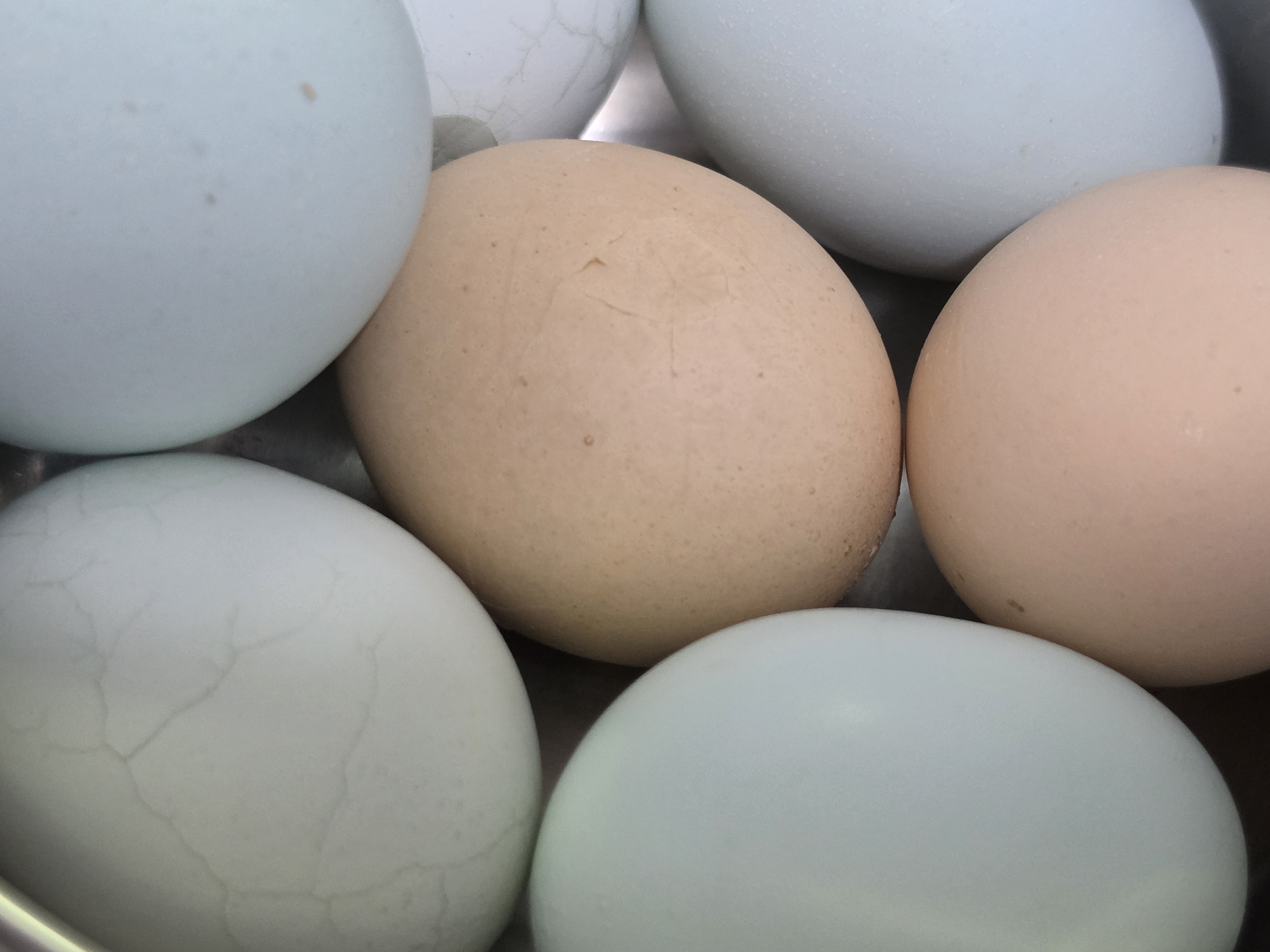 [잡담] 한판 만오천 계란 맛잇는거 아니? | 인스티즈