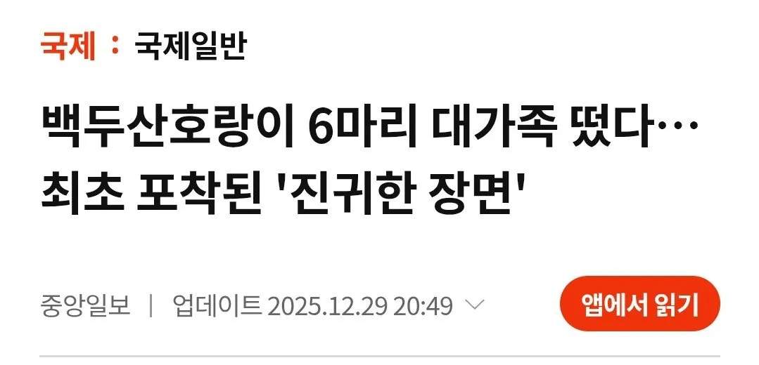 [정보/소식] 국내최초 포착된 백두산호랑이 가족 | 인스티즈