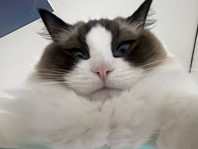 [잡담] 고양이 집사들아 병원 갔다오고 나서 냥이 어때?? | 인스티즈