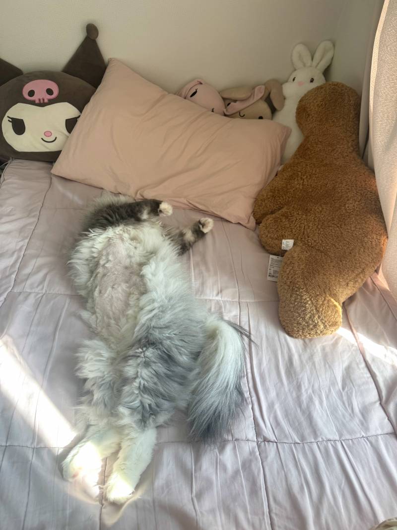 [잡담] 깡패가 내 침대 뺏었다!!!!!! | 인스티즈