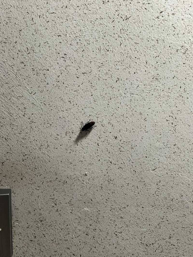 [잡담] ㅎㅇㅈㅇ 이 바퀴벌레 외부 유입바퀴지..? 제발.. | 인스티즈