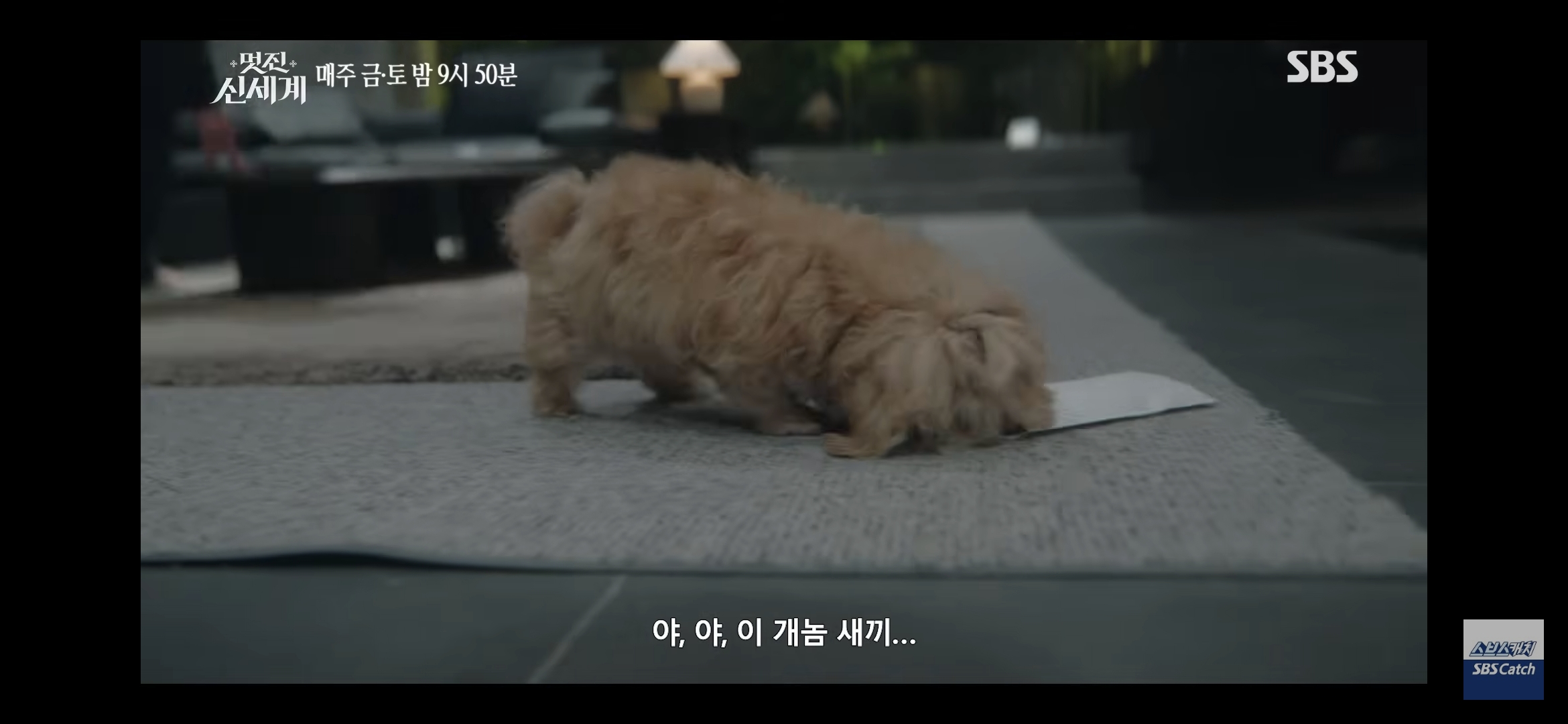 [잡담] 멋진신세계) 차세계 신서리 때문에 만취해서 강아지 붙잡고 취중진담할듯 | 인스티즈