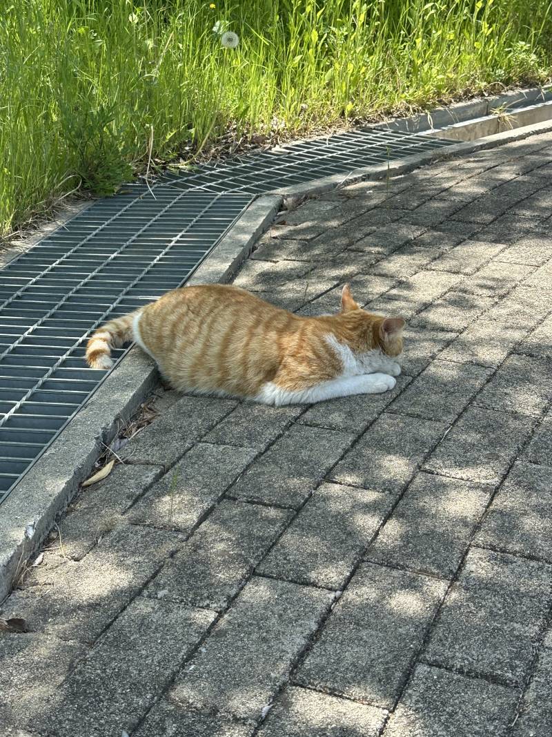 [잡담] 길냥이 같은데 | 인스티즈