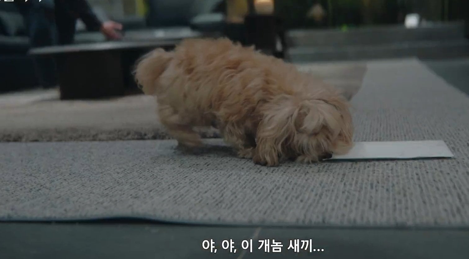 [잡담] 멋진신세계) 진짜 세심한게 강아지한테 개놈 이래서 속으로 어? 이랬는데 바로 배 아야 한다고 이래서 마음 편해짐ㅋㅋㅋㅋㅋㅋ | 인스티즈