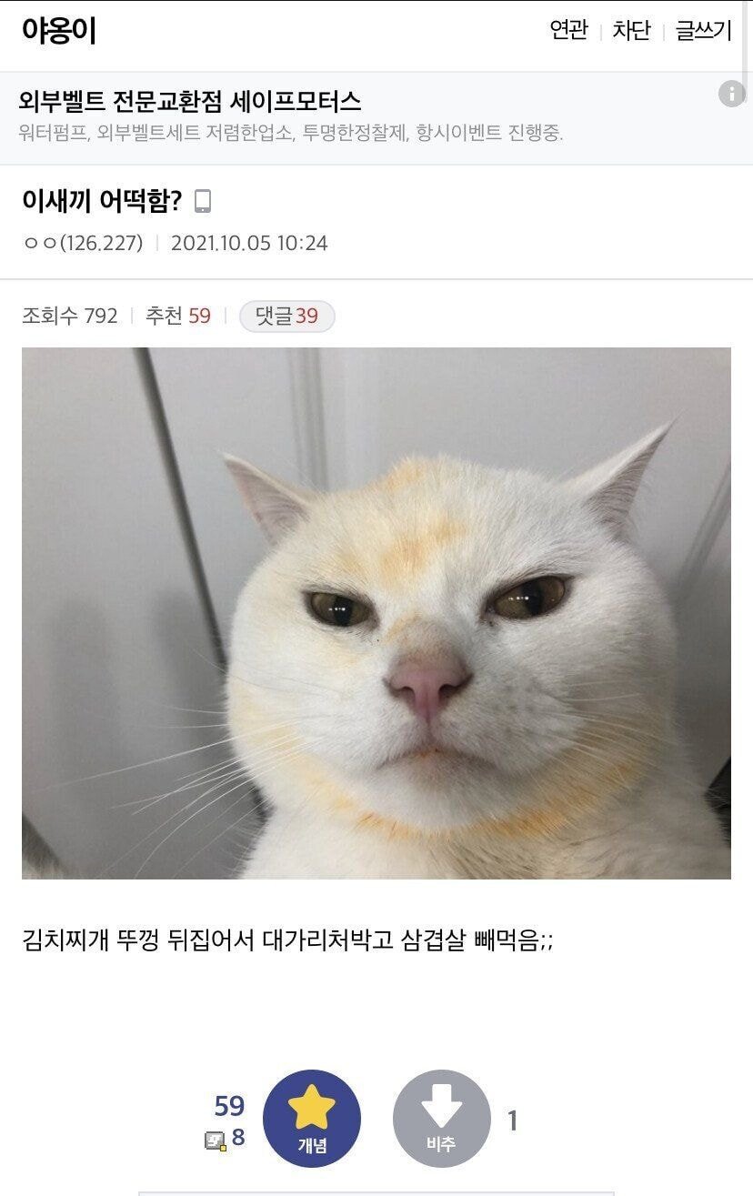 [잡담] 야옹이갤러리 레전드 짤ㅋㅋㅋ | 인스티즈