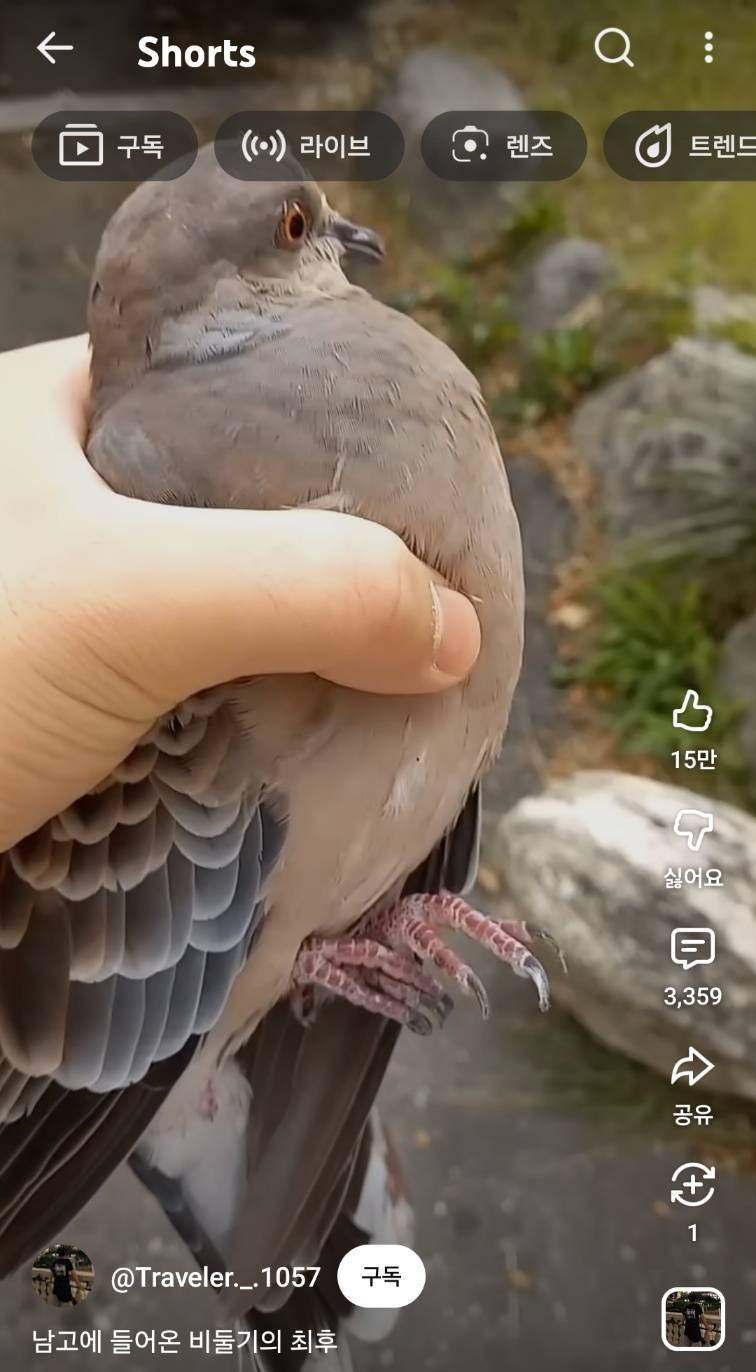 [잡담] 비둘기 손으로 잡을 수 있어? | 인스티즈