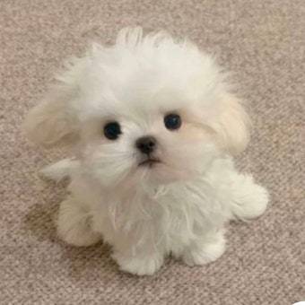 [잡담] 모공 이게 가능해? | 인스티즈